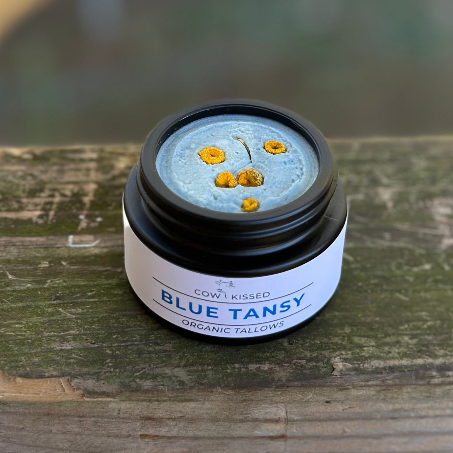 BLUE TANSY- FANCY FACE